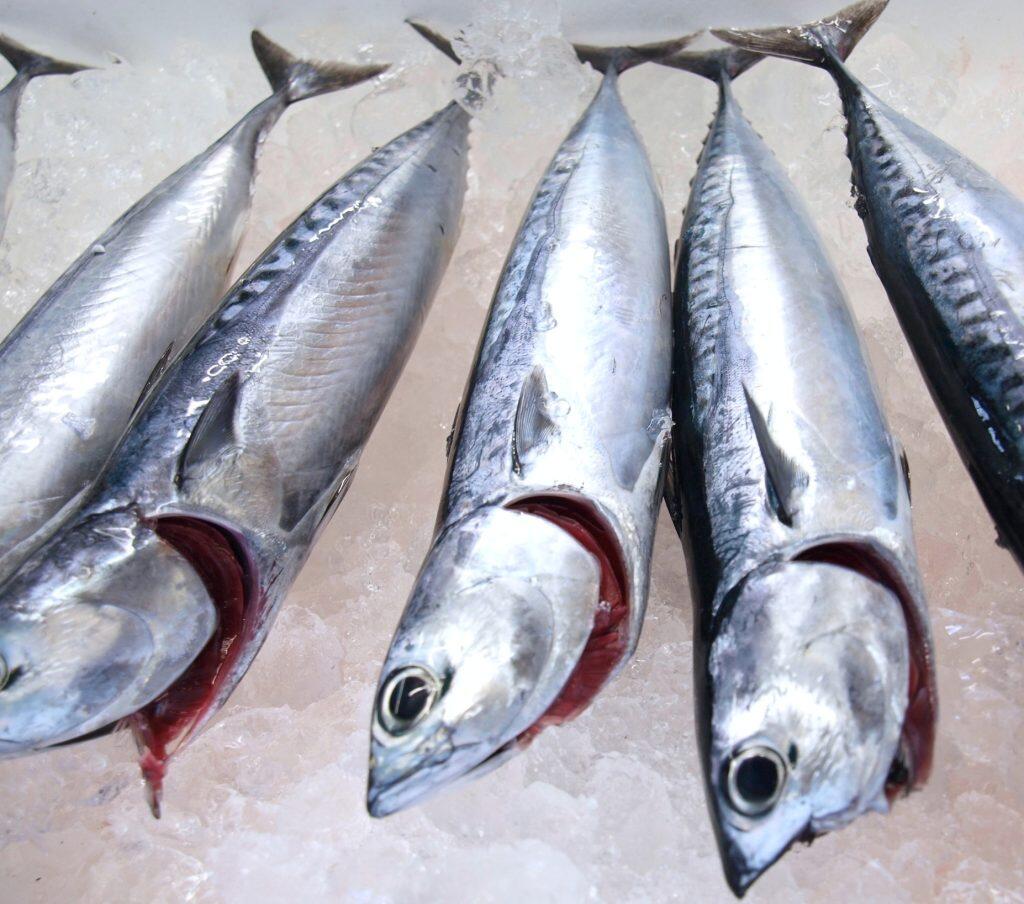 メジカとは宗田鰹(ソウダガツオ)の地元の呼称