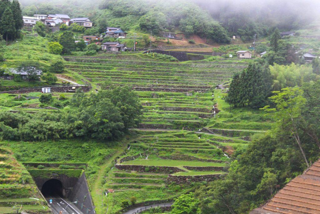 黒毛和牛が育てられている牛舎は、標高約220〜1,455mという高低差の千枚田がある、豊かな自然の中。