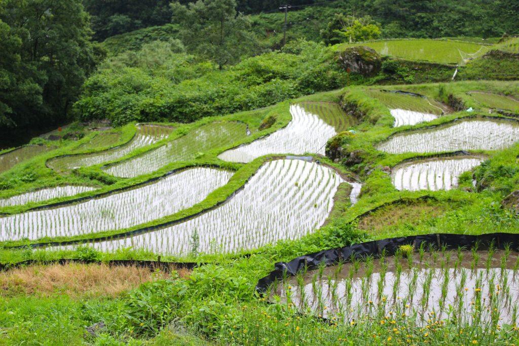 黒毛和牛が育てられている牛舎は、標高約220〜1,455mという高低差の千枚田がある、豊かな自然の中。