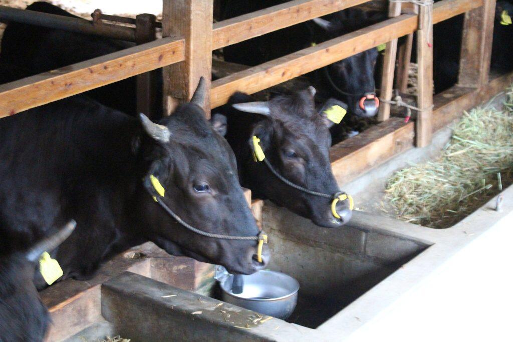 黒毛和牛が育てられている牛舎は、標高約220〜1,455mという高低差の千枚田がある、豊かな自然の中。