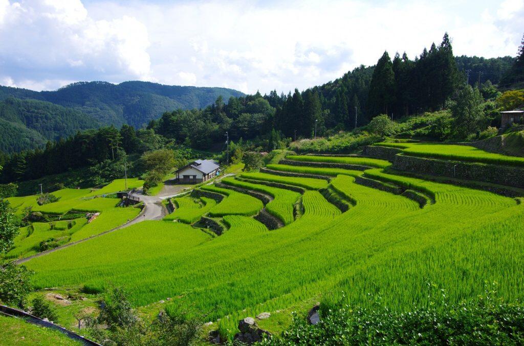 美しい千枚田でお米作り体験ができる「棚田オーナー制度」