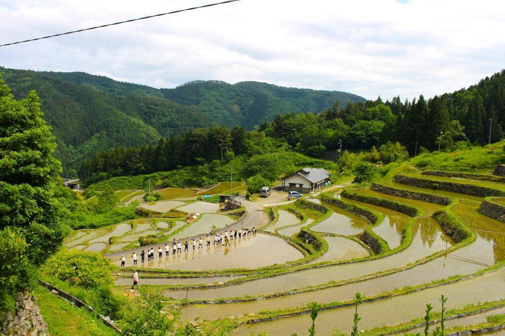 棚田とは、山腹や山麓などの傾斜地で自然の地形を利用し等高線に沿って作られた水田の集まり