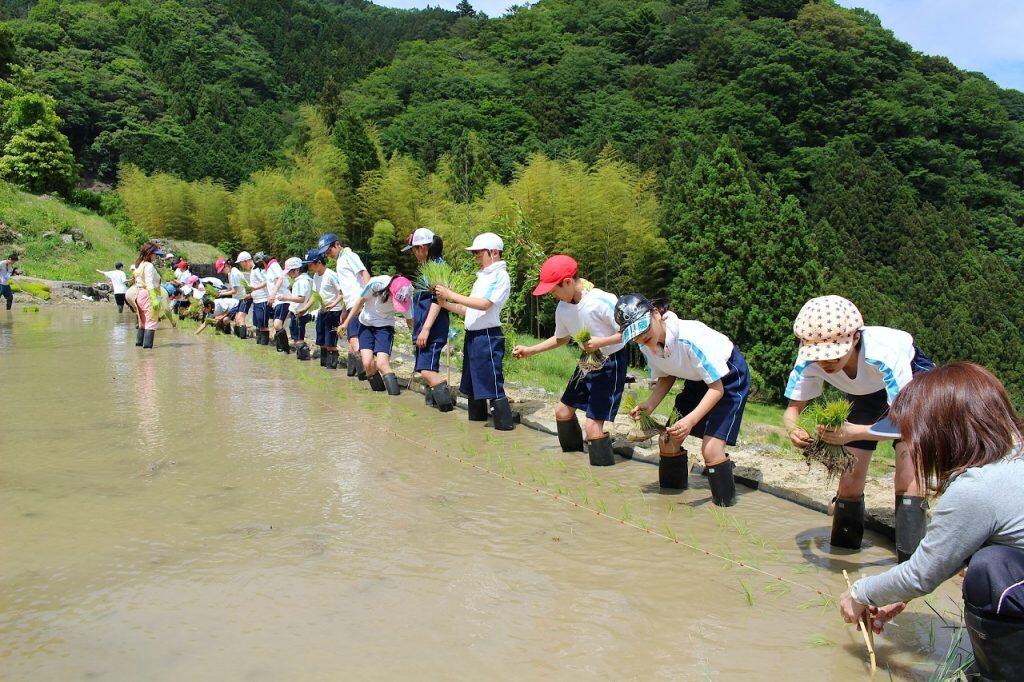 棚田オーナーの魅力は、地域の農家さんの丁寧な指導のもと、自分でお米が作れること!