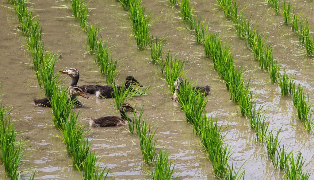 梼原町四万川地区では、合鴨農法によるお米作りが体験できる「田んぼオーナー制度」を実施。合鴨農法では、田んぼに放した合鴨たちが、雑草や害虫を食べてくれることで、環境に配慮した減薬のお米作りができます。