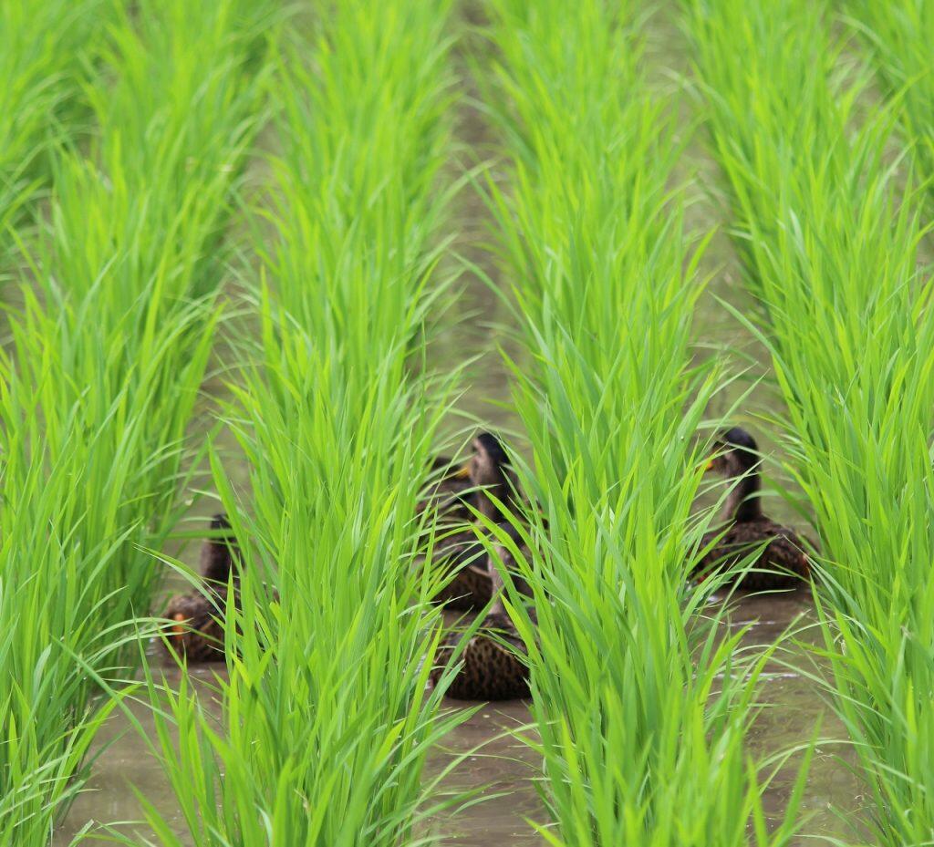 梼原町四万川地区では、合鴨農法によるお米作りが体験できる「田んぼオーナー制度」を実施。合鴨農法では、田んぼに放した合鴨たちが、雑草や害虫を食べてくれることで、環境に配慮した減薬のお米作りができます。