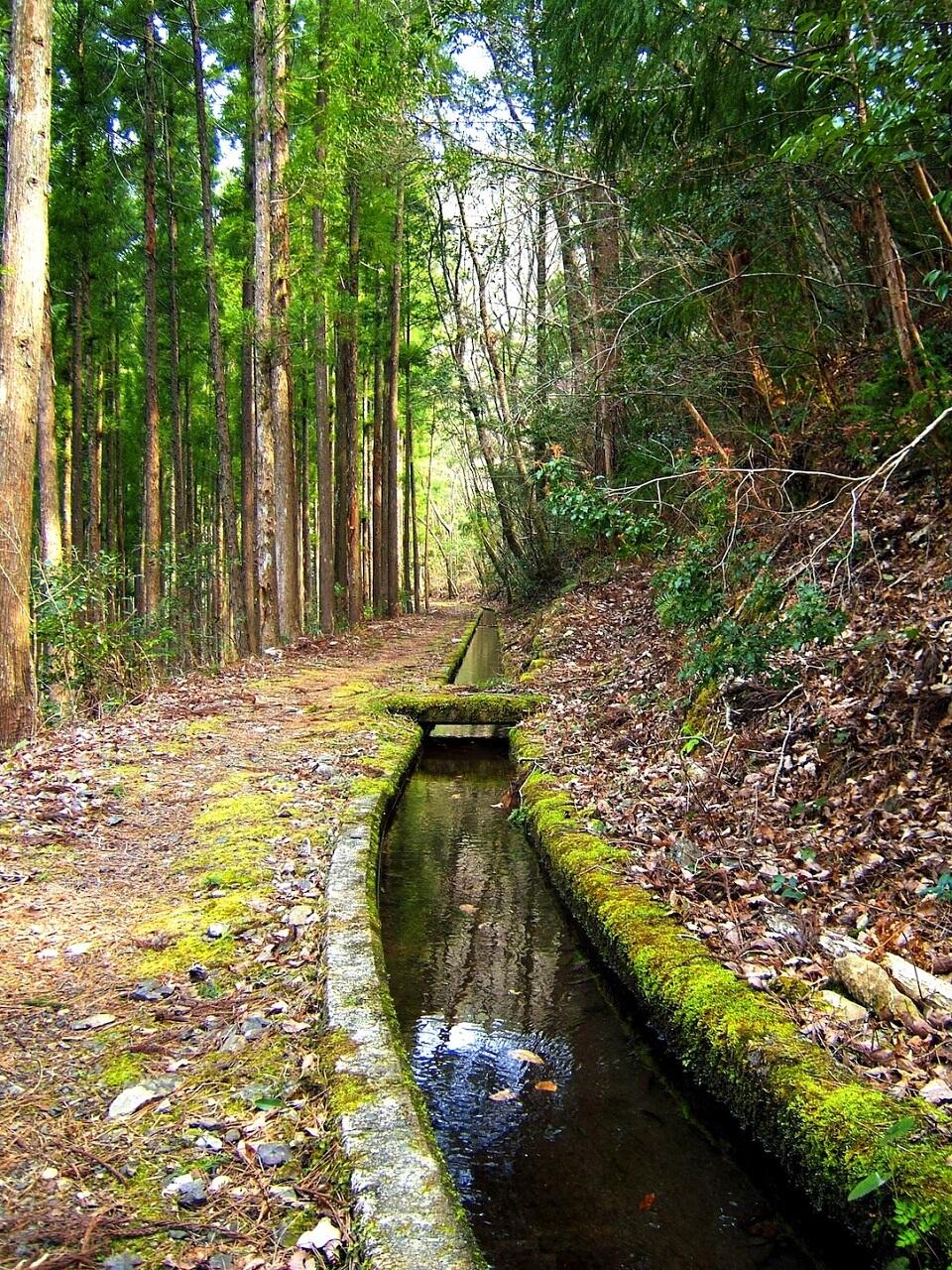 森と水と小鳥が織りなす癒しの小道「久保谷セラピーロード」