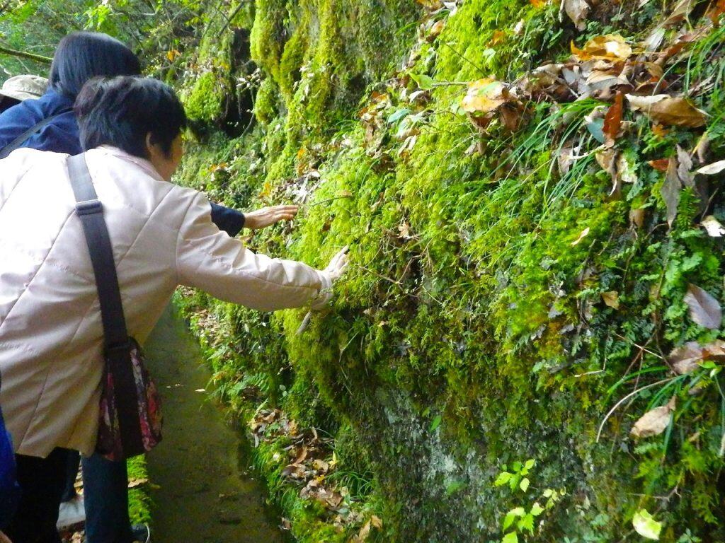 森のなかを歩くことで緊張・不安・気分の落込み・怒り・疲労などを軽減させ、気分をリラックスさせる効果や、血圧の低下、運動による体質改善などの効果が認められている