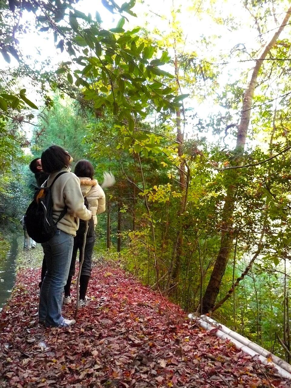 森のなかを歩くことで緊張・不安・気分の落込み・怒り・疲労などを軽減させ、気分をリラックスさせる効果や、血圧の低下、運動による体質改善などの効果が認められている