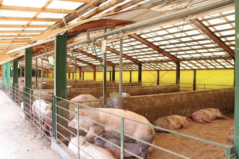 広い土地を活かし、豚がストレス無く自由にのびのび過ごせるように飼育スペースを50㎡に区切り、飼育数は最大でも30頭