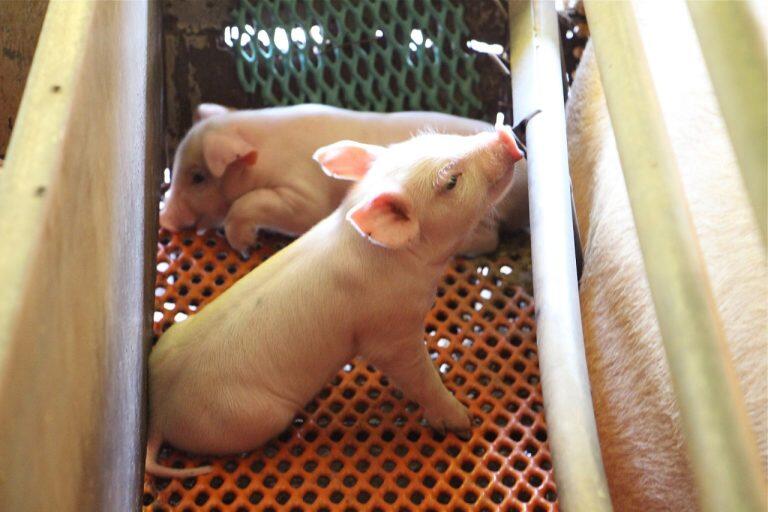 自然免疫力の高い健康な豚