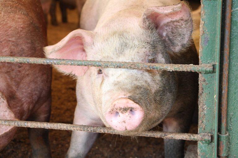 自然免疫力の高い健康な豚