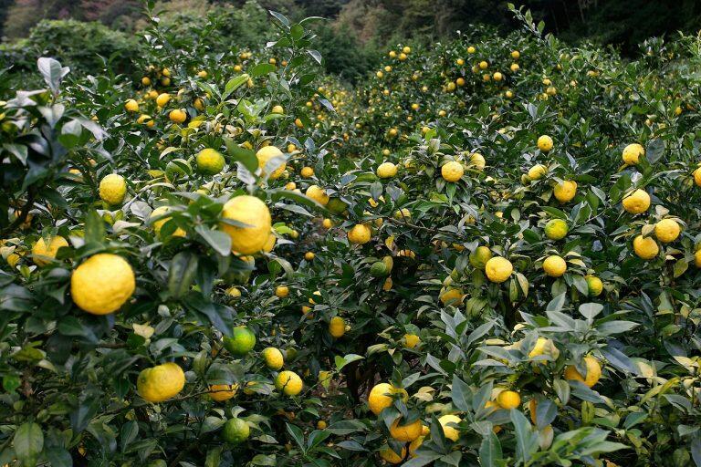 「北川村ゆず王国」のゆず商品には、果実の大きさ・品質・香りの評価が高い、厳選された北川村産のゆずを使用