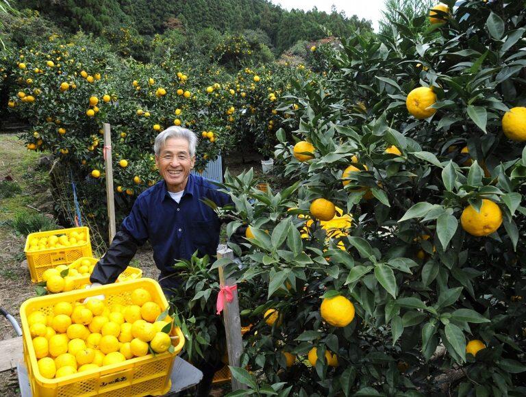 「自分達が扱うゆずを自社でも栽培したい」という生産へのこだわりから、自社農園にも力を入れている